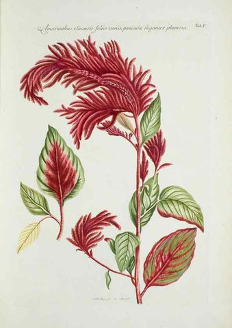 Reproducción/Reproduction 29929549460: Illustrationes florae novae hollandiae, sive icones generum quae in prodromo florae novae hollandiae et insulae van diemen descripsit robertus brown. Londini :Veneunt apud auctorem,1813