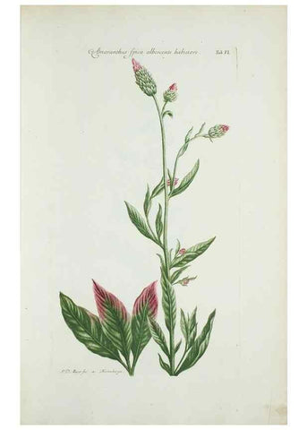 Reproducción/Reproduction 30110980042: Illustrationes florae novae hollandiae, sive icones generum quae in prodromo florae novae hollandiae et insulae van diemen descripsit robertus brown. Londini :Veneunt apud auctorem,1813