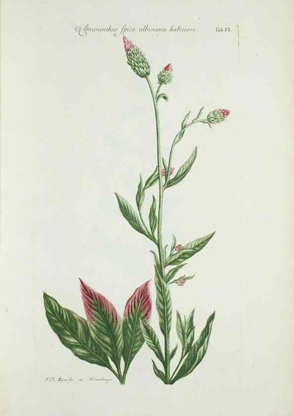 Reproducción/Reproduction 30110980042: Illustrationes florae novae hollandiae, sive icones generum quae in prodromo florae novae hollandiae et insulae van diemen descripsit robertus brown. Londini :Veneunt apud auctorem,1813
