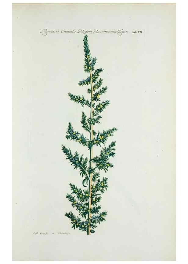 Reproducción/Reproduction 30140509421: Illustrationes florae novae hollandiae, sive icones generum quae in prodromo florae novae hollandiae et insulae van diemen descripsit robertus brown. Londini :Veneunt apud auctorem,1813
