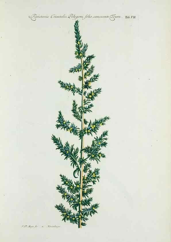 Reproducción/Reproduction 30140509421: Illustrationes florae novae hollandiae, sive icones generum quae in prodromo florae novae hollandiae et insulae van diemen descripsit robertus brown. Londini :Veneunt apud auctorem,1813