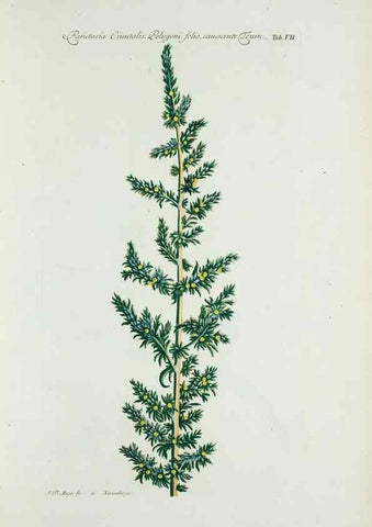 Reproducción/Reproduction 30140509421: Illustrationes florae novae hollandiae, sive icones generum quae in prodromo florae novae hollandiae et insulae van diemen descripsit robertus brown. Londini :Veneunt apud auctorem,1813