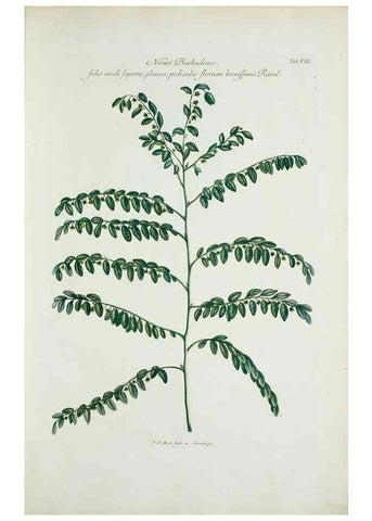 Reproducción/Reproduction 29596429853: Illustrationes florae novae hollandiae, sive icones generum quae in prodromo florae novae hollandiae et insulae van diemen descripsit robertus brown. Londini :Veneunt apud auctorem,1813