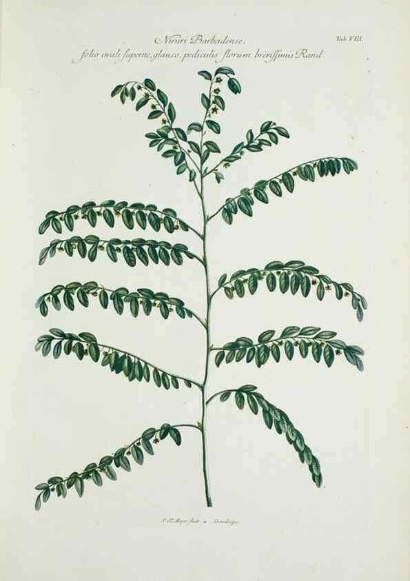 Reproducción/Reproduction 29596429853: Illustrationes florae novae hollandiae, sive icones generum quae in prodromo florae novae hollandiae et insulae van diemen descripsit robertus brown. Londini :Veneunt apud auctorem,1813