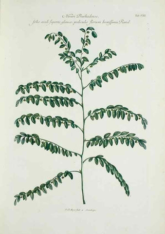 Reproducción/Reproduction 29596429853: Illustrationes florae novae hollandiae, sive icones generum quae in prodromo florae novae hollandiae et insulae van diemen descripsit robertus brown. Londini :Veneunt apud auctorem,1813