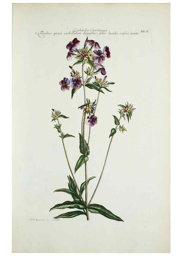 Reproducción/Reproduction 29929562460: Illustrationes florae novae hollandiae, sive icones generum quae in prodromo florae novae hollandiae et insulae van diemen descripsit robertus brown. Londini :Veneunt apud auctorem,1813