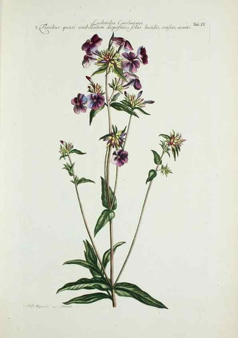 Reproducción/Reproduction 29929562460: Illustrationes florae novae hollandiae, sive icones generum quae in prodromo florae novae hollandiae et insulae van diemen descripsit robertus brown. Londini :Veneunt apud auctorem,1813