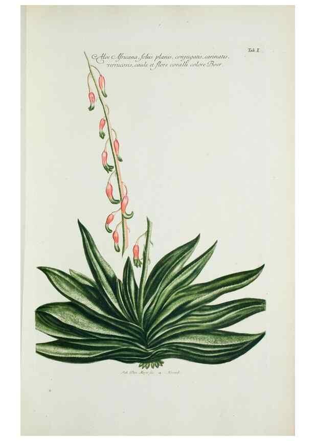 Reproducción/Reproduction 29596436523: Illustrationes florae novae hollandiae, sive icones generum quae in prodromo florae novae hollandiae et insulae van diemen descripsit robertus brown. Londini :Veneunt apud auctorem,1813