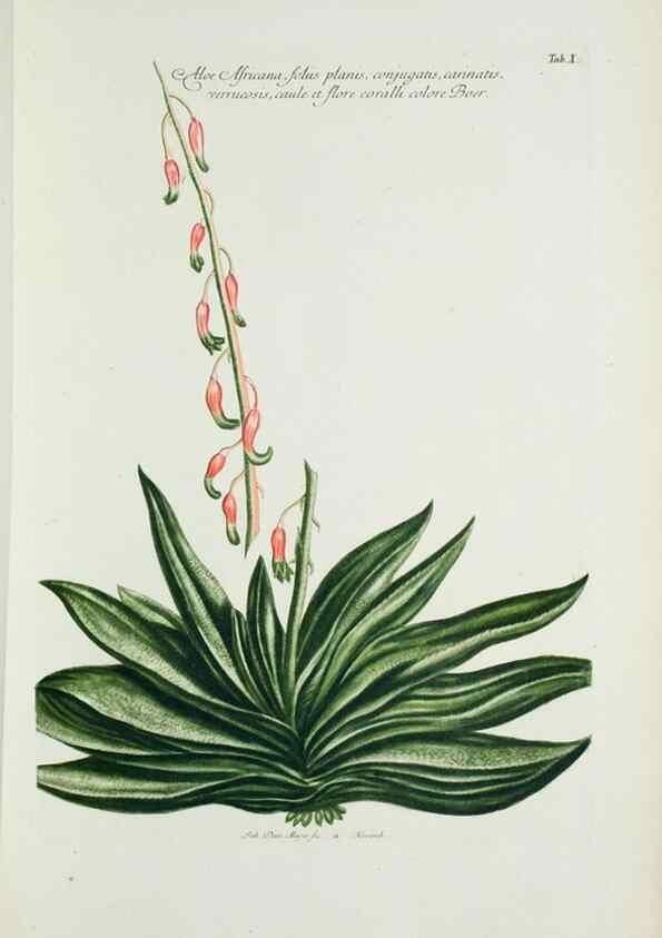 Reproducción/Reproduction 29596436523: Illustrationes florae novae hollandiae, sive icones generum quae in prodromo florae novae hollandiae et insulae van diemen descripsit robertus brown. Londini :Veneunt apud auctorem,1813