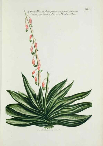 Reproducción/Reproduction 29596436523: Illustrationes florae novae hollandiae, sive icones generum quae in prodromo florae novae hollandiae et insulae van diemen descripsit robertus brown. Londini :Veneunt apud auctorem,1813