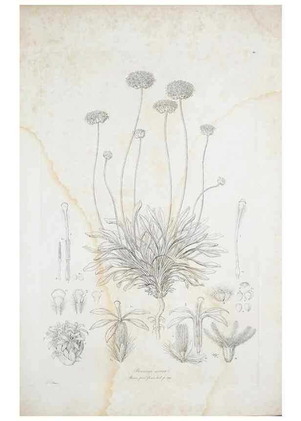 Reproducción/Reproduction 30110945302: Illustrationes florae novae hollandiae, sive icones generum quae in prodromo florae novae hollandiae et insulae van diemen descripsit robertus brown. Londini :Veneunt apud auctorem,1813