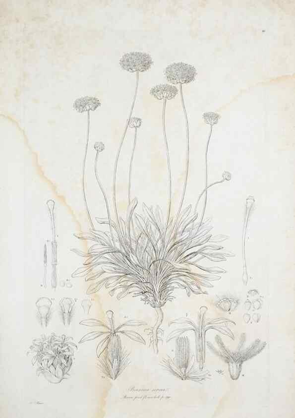 Reproducción/Reproduction 30110945302: Illustrationes florae novae hollandiae, sive icones generum quae in prodromo florae novae hollandiae et insulae van diemen descripsit robertus brown. Londini :Veneunt apud auctorem,1813