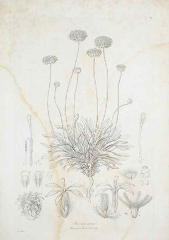 Reproducción/Reproduction 30110945302: Illustrationes florae novae hollandiae, sive icones generum quae in prodromo florae novae hollandiae et insulae van diemen descripsit robertus brown. Londini :Veneunt apud auctorem,1813