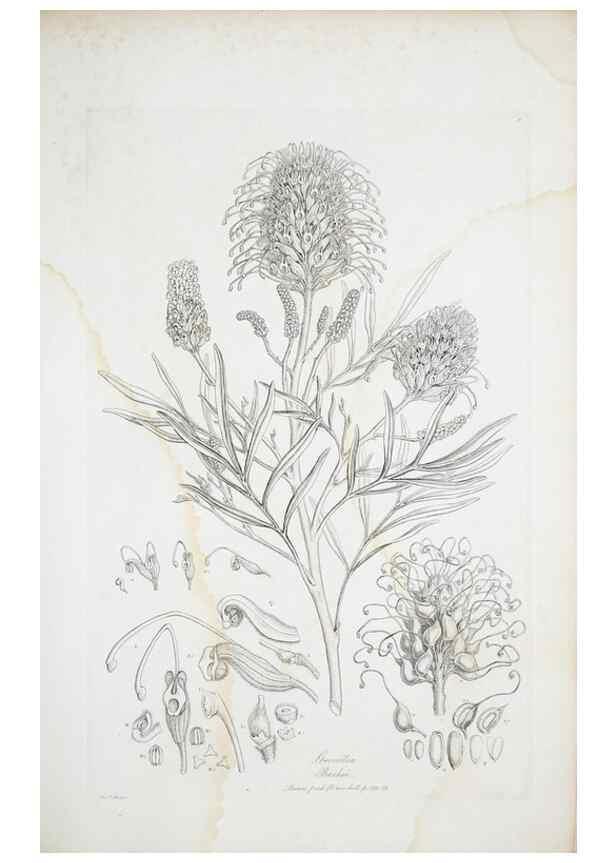 Reproducción/Reproduction 29929510220: Illustrationes florae novae hollandiae, sive icones generum quae in prodromo florae novae hollandiae et insulae van diemen descripsit robertus brown. Londini :Veneunt apud auctorem,1813