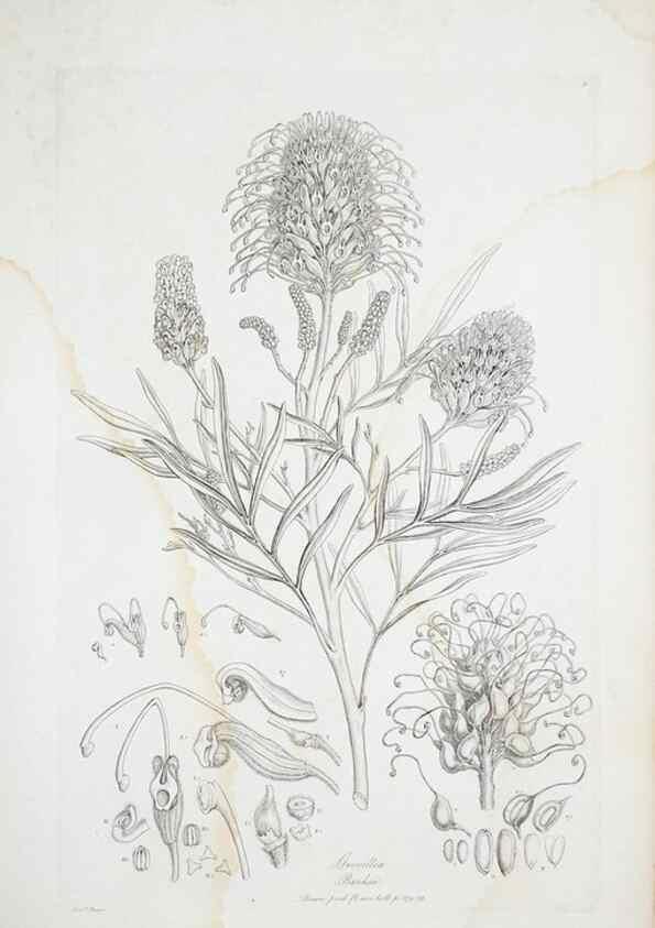 Reproducción/Reproduction 29929510220: Illustrationes florae novae hollandiae, sive icones generum quae in prodromo florae novae hollandiae et insulae van diemen descripsit robertus brown. Londini :Veneunt apud auctorem,1813