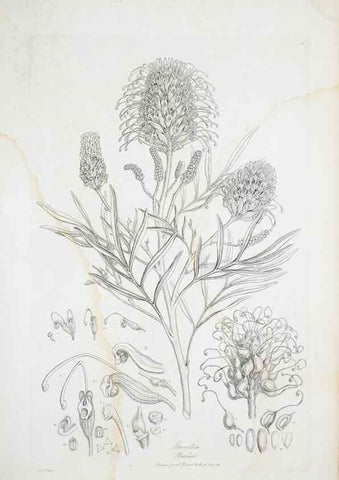Reproducción/Reproduction 29929510220: Illustrationes florae novae hollandiae, sive icones generum quae in prodromo florae novae hollandiae et insulae van diemen descripsit robertus brown. Londini :Veneunt apud auctorem,1813