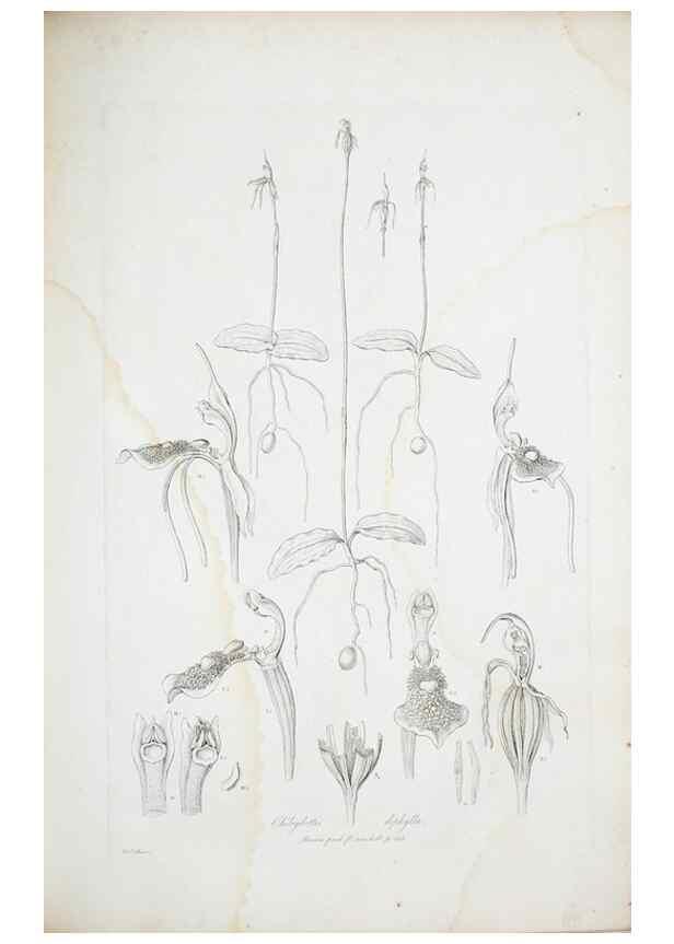 Reproducción/Reproduction 30110937932: Illustrationes florae novae hollandiae, sive icones generum quae in prodromo florae novae hollandiae et insulae van diemen descripsit robertus brown. Londini :Veneunt apud auctorem,1813