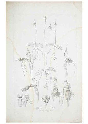 Reproducción/Reproduction 30110937932: Illustrationes florae novae hollandiae, sive icones generum quae in prodromo florae novae hollandiae et insulae van diemen descripsit robertus brown. Londini :Veneunt apud auctorem,1813