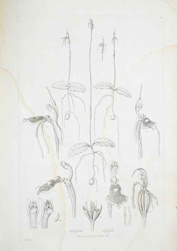 Reproducción/Reproduction 30110937932: Illustrationes florae novae hollandiae, sive icones generum quae in prodromo florae novae hollandiae et insulae van diemen descripsit robertus brown. Londini :Veneunt apud auctorem,1813