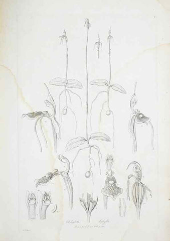 Reproducción/Reproduction 30110937932: Illustrationes florae novae hollandiae, sive icones generum quae in prodromo florae novae hollandiae et insulae van diemen descripsit robertus brown. Londini :Veneunt apud auctorem,1813