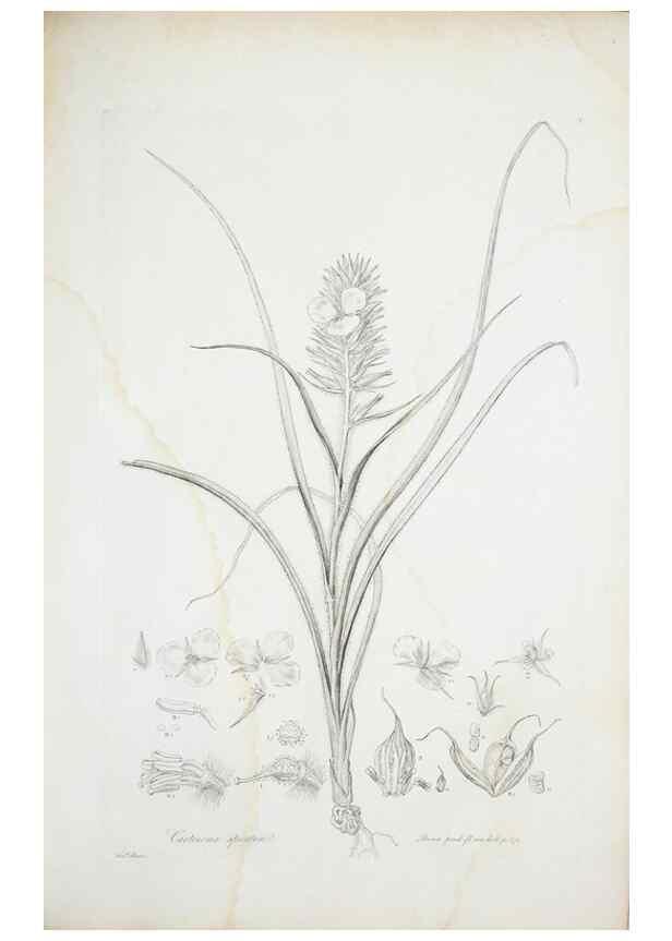 Reproducción/Reproduction 29929504810: Illustrationes florae novae hollandiae, sive icones generum quae in prodromo florae novae hollandiae et insulae van diemen descripsit robertus brown. Londini :Veneunt apud auctorem,1813