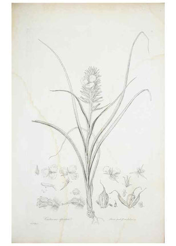 Reproducción/Reproduction 29929504810: Illustrationes florae novae hollandiae, sive icones generum quae in prodromo florae novae hollandiae et insulae van diemen descripsit robertus brown. Londini :Veneunt apud auctorem,1813