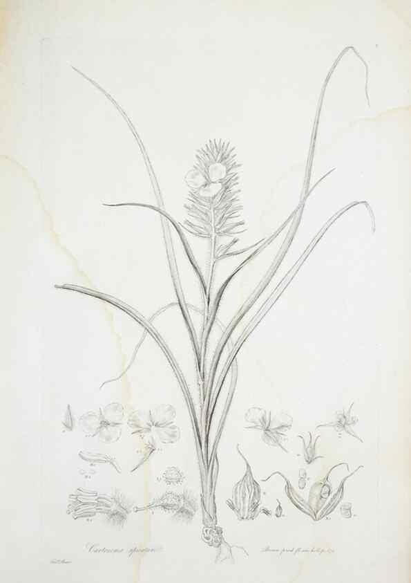 Reproducción/Reproduction 29929504810: Illustrationes florae novae hollandiae, sive icones generum quae in prodromo florae novae hollandiae et insulae van diemen descripsit robertus brown. Londini :Veneunt apud auctorem,1813
