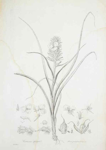 Reproducción/Reproduction 29929504810: Illustrationes florae novae hollandiae, sive icones generum quae in prodromo florae novae hollandiae et insulae van diemen descripsit robertus brown. Londini :Veneunt apud auctorem,1813