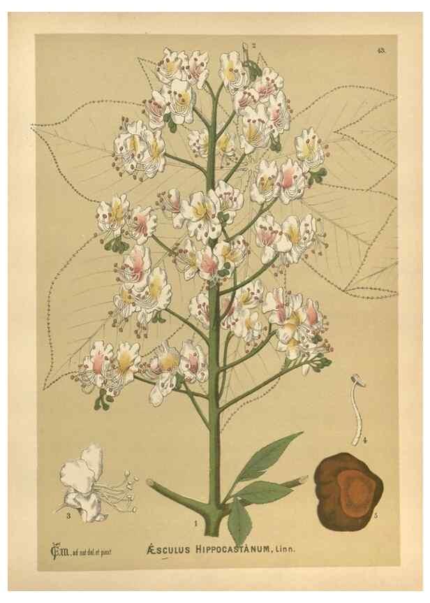 Reproducción/Reproduction 29880049360: Medicinal plants :. Philadelphia :J.C. Yorston,1892.