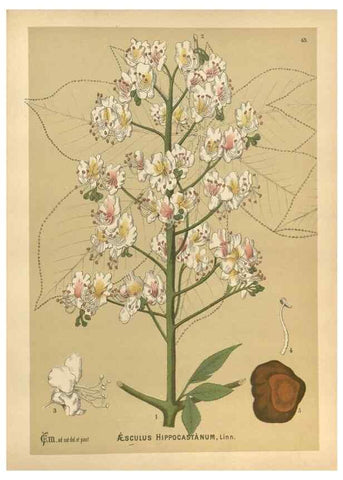 Reproducción/Reproduction 29880049360: Medicinal plants :. Philadelphia :J.C. Yorston,1892.