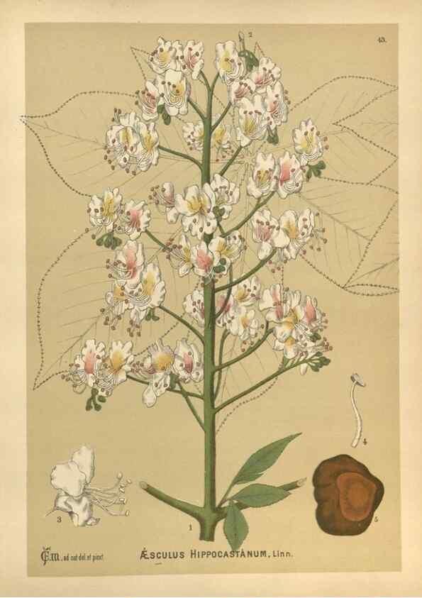 Reproducción/Reproduction 29880049360: Medicinal plants :. Philadelphia :J.C. Yorston,1892.