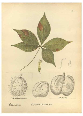 Reproducción/Reproduction 29880052200: Medicinal plants :. Philadelphia :J.C. Yorston,1892.