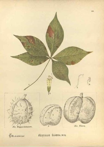 Reproducción/Reproduction 29880052200: Medicinal plants :. Philadelphia :J.C. Yorston,1892.