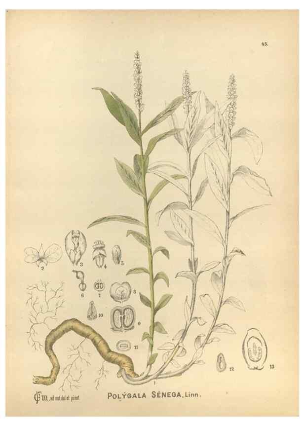 Reproducción/Reproduction 30175834475: Medicinal plants :. Philadelphia :J.C. Yorston,1892.