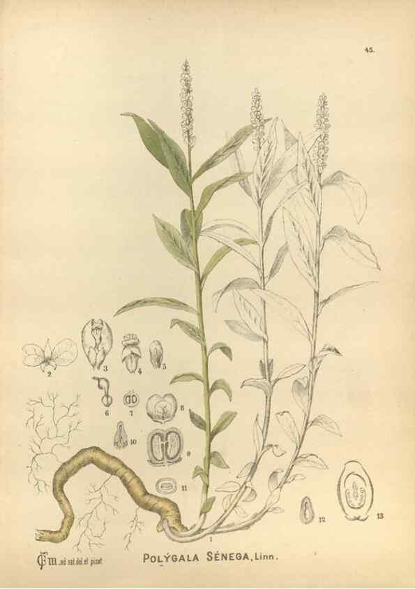 Reproducción/Reproduction 30175834475: Medicinal plants :. Philadelphia :J.C. Yorston,1892.