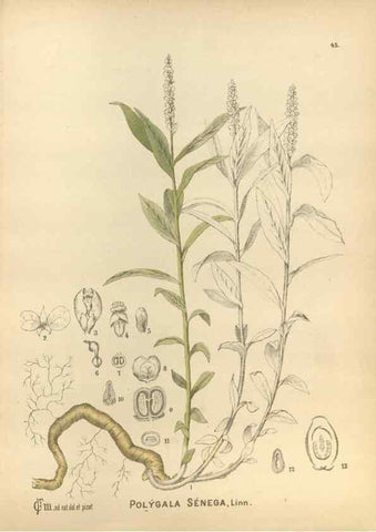 Reproducción/Reproduction 30175834475: Medicinal plants :. Philadelphia :J.C. Yorston,1892.