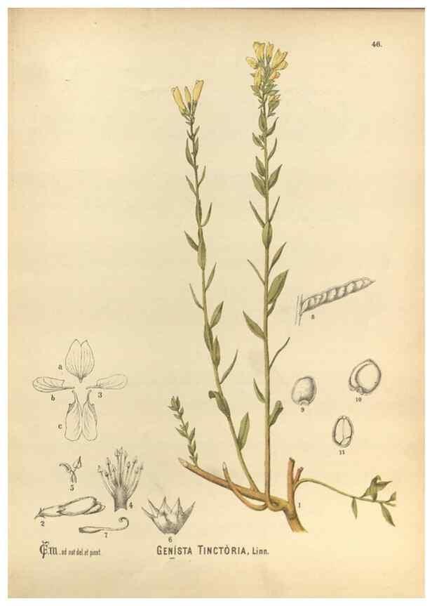 Reproducción/Reproduction 30141231266: Medicinal plants :. Philadelphia :J.C. Yorston,1892.