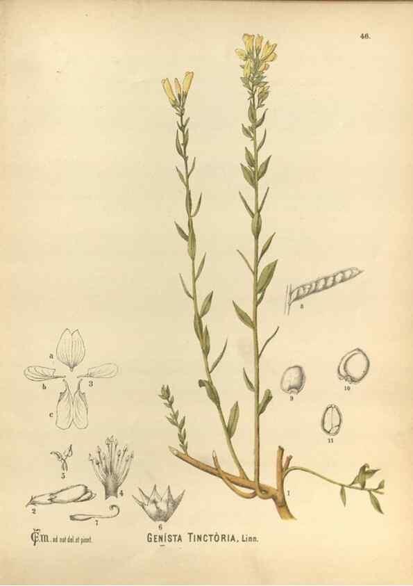 Reproducción/Reproduction 30141231266: Medicinal plants :. Philadelphia :J.C. Yorston,1892.
