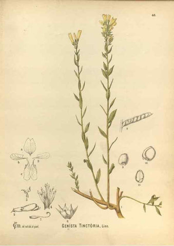 Reproducción/Reproduction 30141231266: Medicinal plants :. Philadelphia :J.C. Yorston,1892.