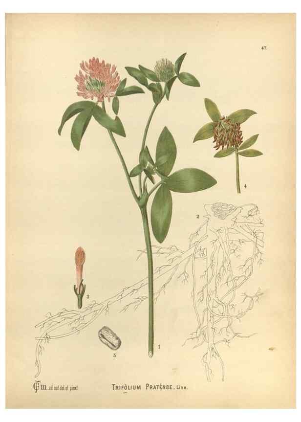 Reproducción/Reproduction 29880060340: Medicinal plants :. Philadelphia :J.C. Yorston,1892.
