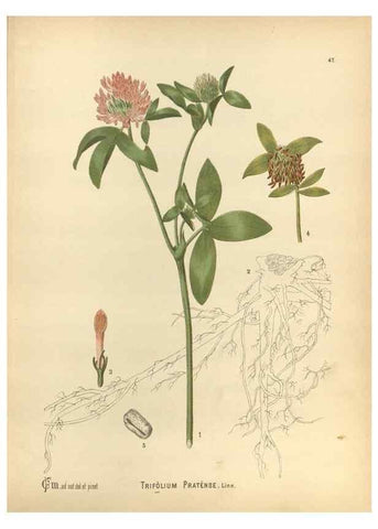 Reproducción/Reproduction 29880060340: Medicinal plants :. Philadelphia :J.C. Yorston,1892.