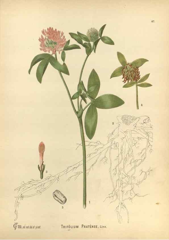 Reproducción/Reproduction 29880060340: Medicinal plants :. Philadelphia :J.C. Yorston,1892.