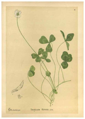 Reproducción/Reproduction 30091184021: Medicinal plants :. Philadelphia :J.C. Yorston,1892.