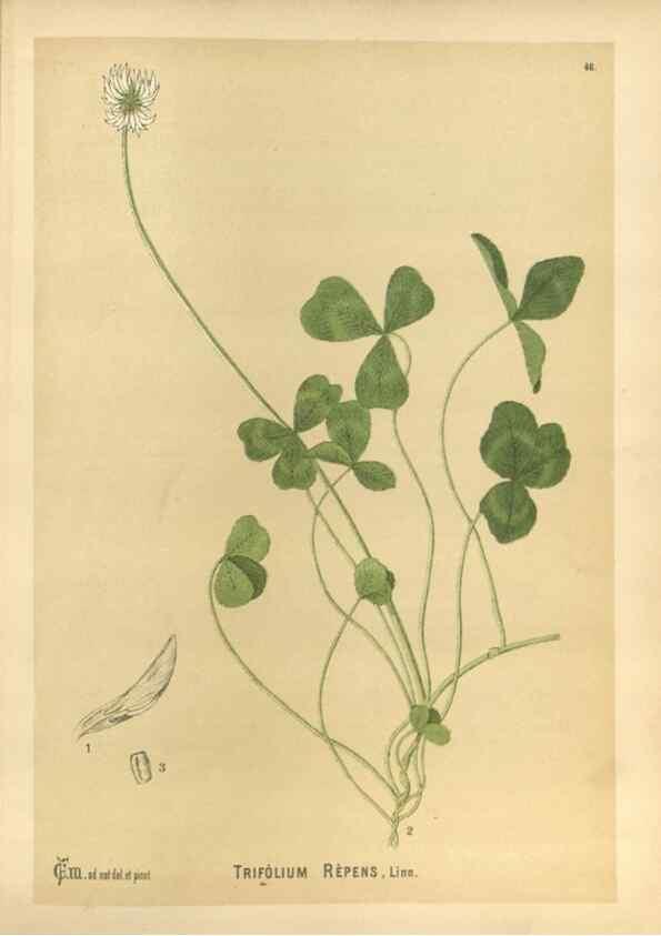 Reproducción/Reproduction 30091184021: Medicinal plants :. Philadelphia :J.C. Yorston,1892.