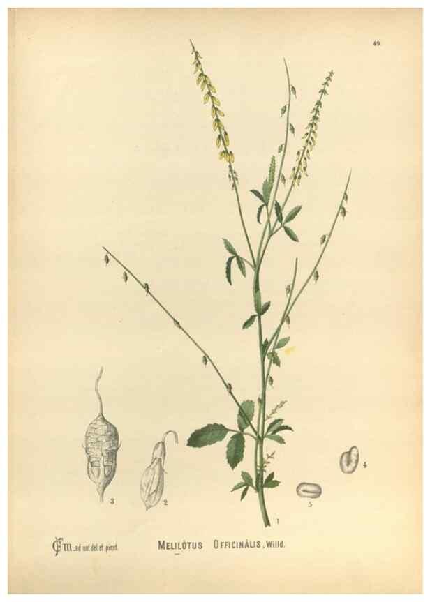 Reproducción/Reproduction 29546725613: Medicinal plants :. Philadelphia :J.C. Yorston,1892.