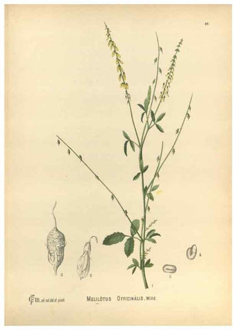Reproducción/Reproduction 29546725613: Medicinal plants :. Philadelphia :J.C. Yorston,1892.