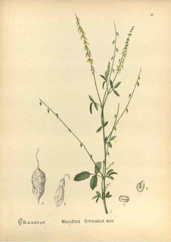 Reproducción/Reproduction 29546725613: Medicinal plants :. Philadelphia :J.C. Yorston,1892.