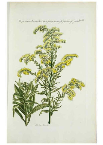 Reproducción/Reproduction 30140517991: Illustrationes florae novae hollandiae, sive icones generum quae in prodromo florae novae hollandiae et insulae van diemen descripsit robertus brown. Londini :Veneunt apud auctorem,1813