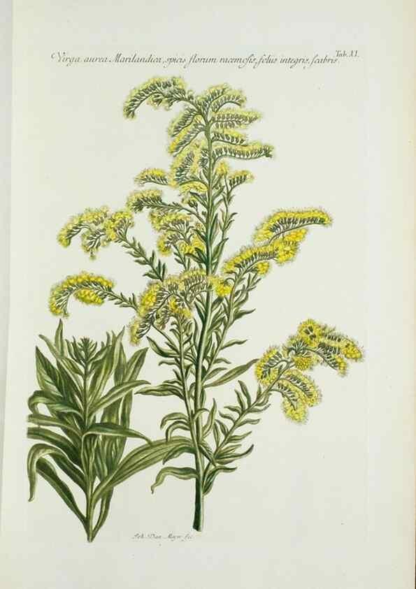 Reproducción/Reproduction 30140517991: Illustrationes florae novae hollandiae, sive icones generum quae in prodromo florae novae hollandiae et insulae van diemen descripsit robertus brown. Londini :Veneunt apud auctorem,1813