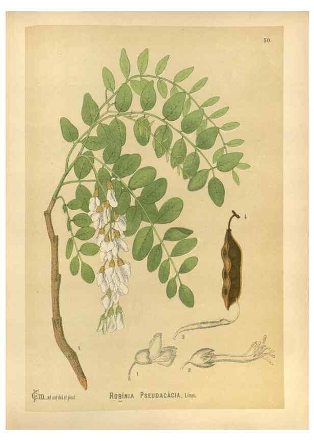 Reproducción/Reproduction 30091190541: Medicinal plants :. Philadelphia :J.C. Yorston,1892.